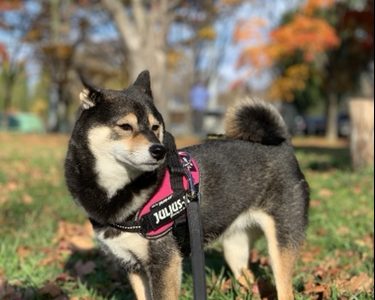 効果あり 柴犬がドックフードを食べない 我が家が実践した工夫を紹介します あずはな 効果あり 柴犬がドックフードを食べない 我が家が実践した工夫を紹介します あずはな