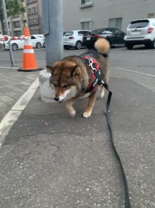 散歩中に駆け出す柴犬