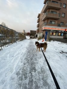 コンビニと柴犬