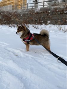 保護犬で柴犬の花