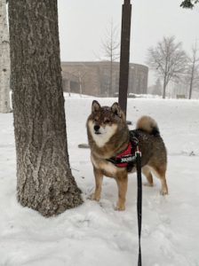 吹雪の中散歩をする柴犬