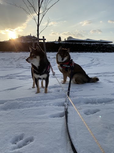 先住犬のやきもち 嫉妬する ストレスを与えない方法は あずはな