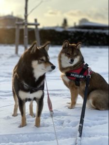 雪の中の黒柴と胡麻柴