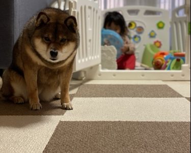 元ネタは 子どもが生まれたら犬を飼いなさいは正しい 経験してみてわかったこと あずはな 元ネタは 子どもが生まれたら犬を飼いなさいは正しい 経験してみてわかったこと あずはな
