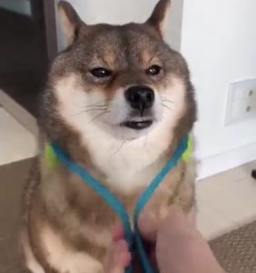 Fylina 足洗いカップ ペット 足 クリーナー口コミ 感想 犬の散歩後の足洗を楽にすることはできるのか あずはな Fylina 足洗いカップ ペット 足 クリーナー口コミ 感想 犬の散歩後の足洗を楽にすることはできるのか あずはな