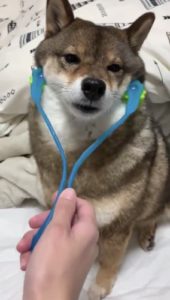 わんこ癒しマッサージで小顔を目指す柴犬