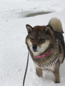 首輪をつけて散歩をする柴犬の花