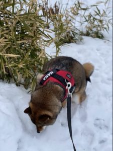 柴犬のおしっこの体勢