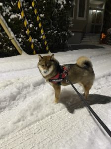 ハーネスで散歩をする柴犬