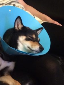 避妊手術で疲れた柴犬