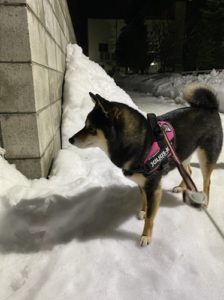 下痢のため夜にトイレへ行く黒柴あずき