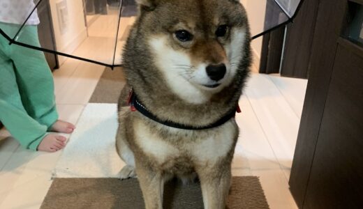 Fylina 足洗いカップ ペット 足 クリーナー口コミ 感想 犬の散歩後の足洗を楽にすることはできるのか あずはな Fylina 足洗いカップ ペット 足 クリーナー口コミ 感想 犬の散歩後の足洗を楽にすることはできるのか あずはな