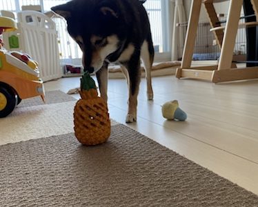 犬の足洗いカップを使った口コミ 感想 散歩後の足洗を楽にすることはできるのか あずはな 犬の足洗いカップを使った口コミ 感想 散歩後の足洗を楽にすることはできるのか あずはな