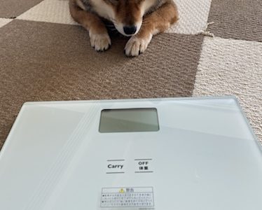 Fylina 足洗いカップ ペット 足 クリーナー口コミ 感想 犬の散歩後の足洗を楽にすることはできるのか あずはな Fylina 足洗いカップ ペット 足 クリーナー口コミ 感想 犬の散歩後の足洗を楽にすることはできるのか あずはな