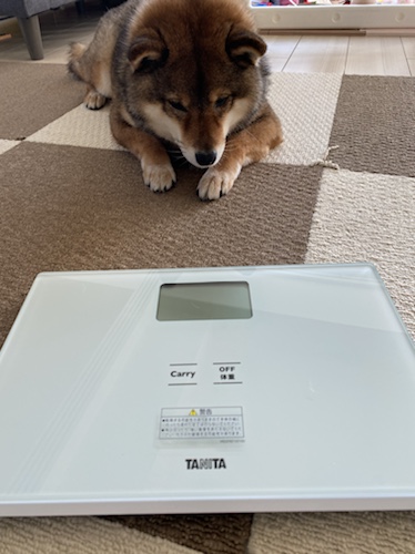 タニタ体重計と犬
