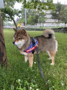 性格が悪いと思われがちな柴犬の画像