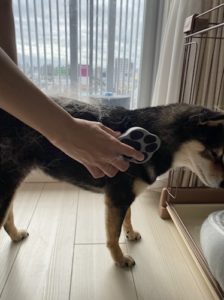 ハリオペットのブラシグルッテでブラッシングされる柴犬