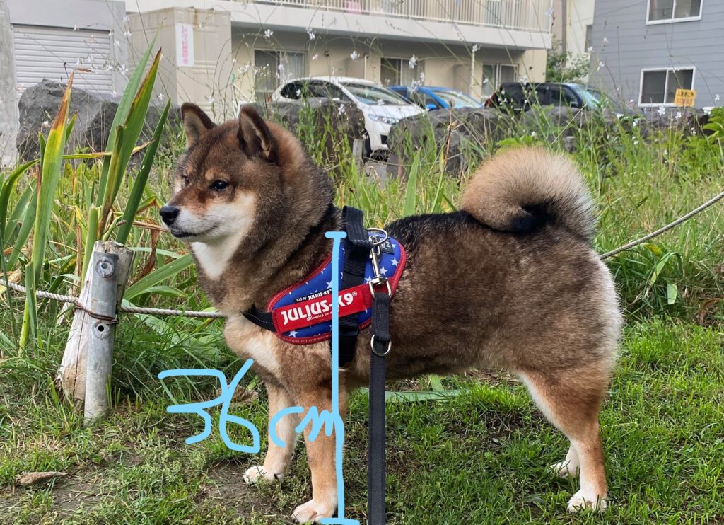 豆柴のこと 成犬になった時に困らないためにに知っておきたい話 あずはな 豆柴のこと 成犬になった時に困らないためにに知っておきたい話 あずはな