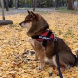 Julius K9 ユリウスケーナインのネームタグラベルを買った感想 どこで買える あずはな Julius K9 ユリウスケーナインのネームタグラベルを買った感想 どこで買える あずはな