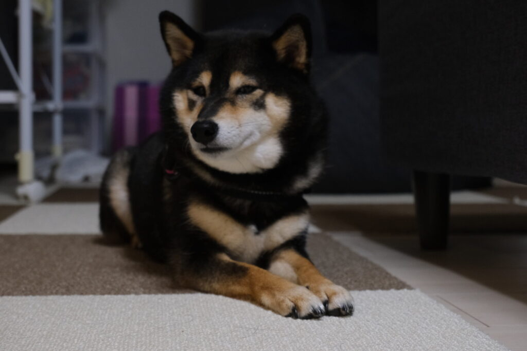 室内飼い マンションで柴犬を飼った感想と体験談 あずはな