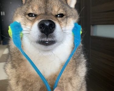 100均 ダイソーの折りたためるペット皿は水飲みに使えるのか レビュー 体験談 あずはな 100均 ダイソーの折りたためるペット皿は水飲みに使えるのか レビュー 体験談 あずはな