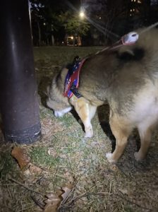 ライトを照らして犬の拾い食いを防止