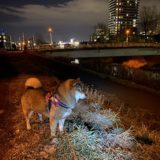 夜の犬の散歩にライトを持つのがオススメの理由
