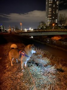 夜ライトに照らされた柴犬