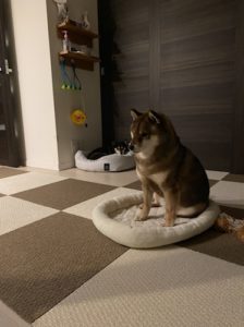 あんまり吠えない柴犬の様子