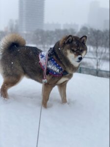 柴犬は吠えるのか?雪の中でじっとする柴犬の様子