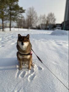 外でトイレをしない柴犬が雪の中でも散歩をする様子