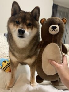 比較的吠えない柴犬でも吠えることはあります