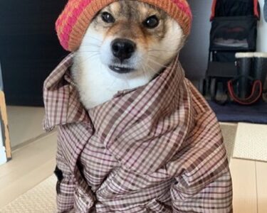 デメリット 犬を飼って後悔しないために事前に確認しておいた方が良いこと あずはな