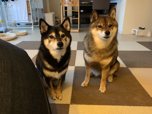 散歩中 犬のご近所トラブルを防ぐために飼い主が守るべきこと 鳴き声 あずはな