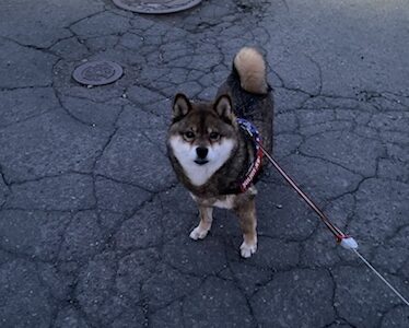 どっちのタイプ 柴犬のタヌキ顔とキツネ顔について あずはな どっちのタイプ 柴犬のタヌキ顔とキツネ顔について あずはな