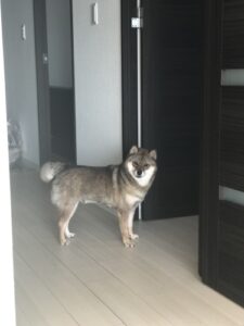 引き取られて間もない柴犬