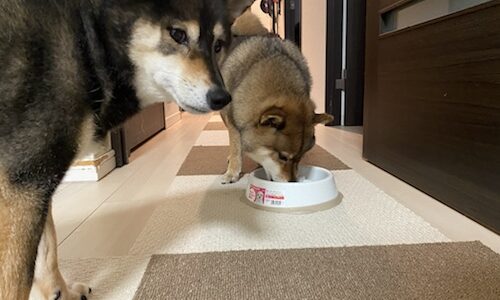 アイリスオーヤマの犬用早食い防止食器をの口コミ使った感想