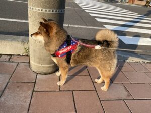 ユリウスをつけた状態(横から)