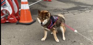 ハーネスが抜けそうになる柴犬