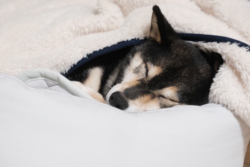 食べない ブッチのドックフードを柴犬に食べさせた口コミブログ あずはな