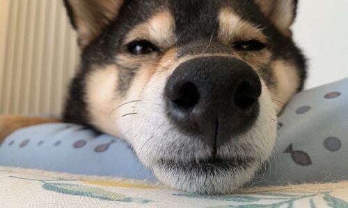 柴犬の睡眠時間は？平均どのくらい寝る？