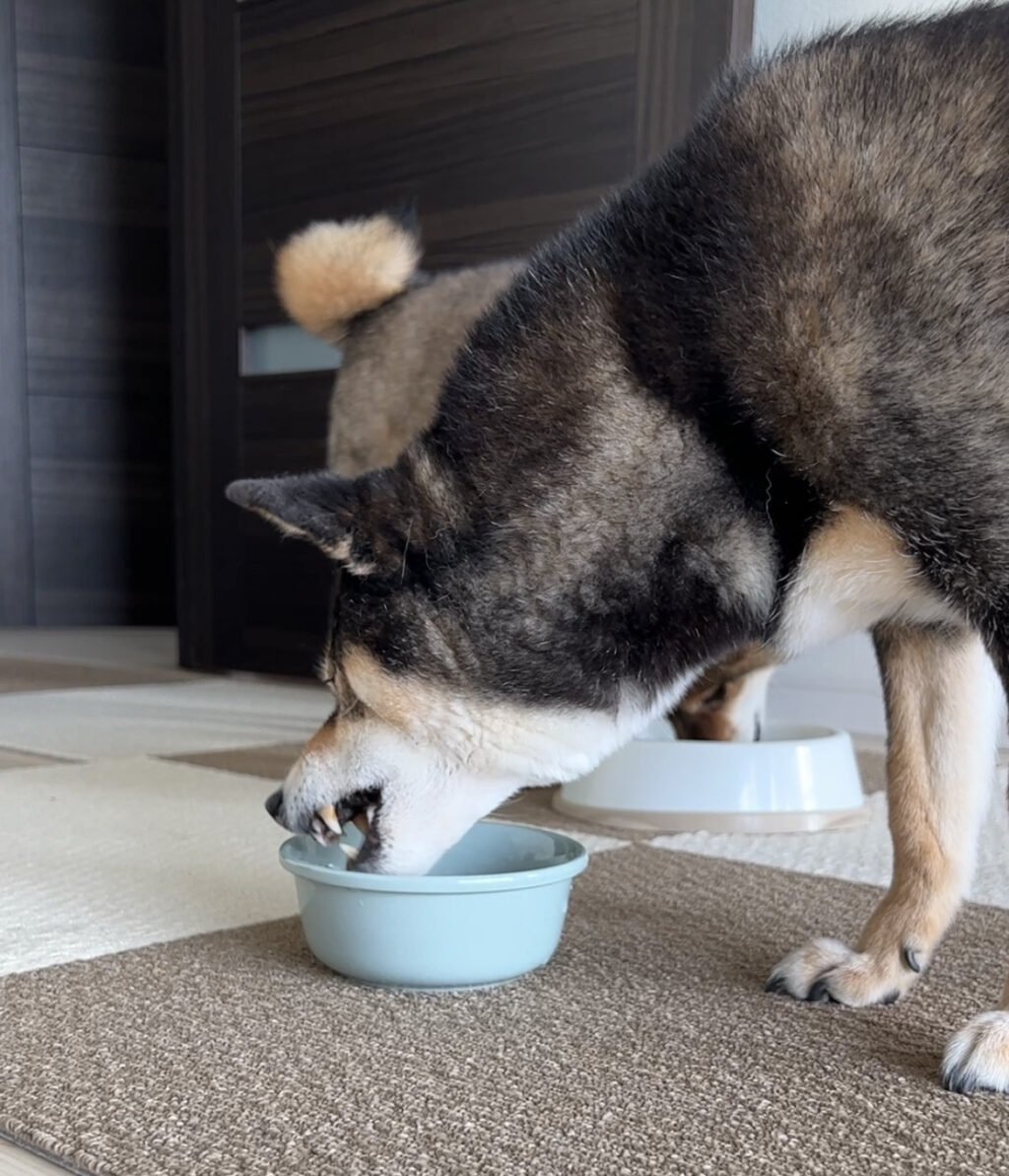 犬のご飯のトッピングどうしてます １周回ってプレミアムフード良いかもという話 あずはな