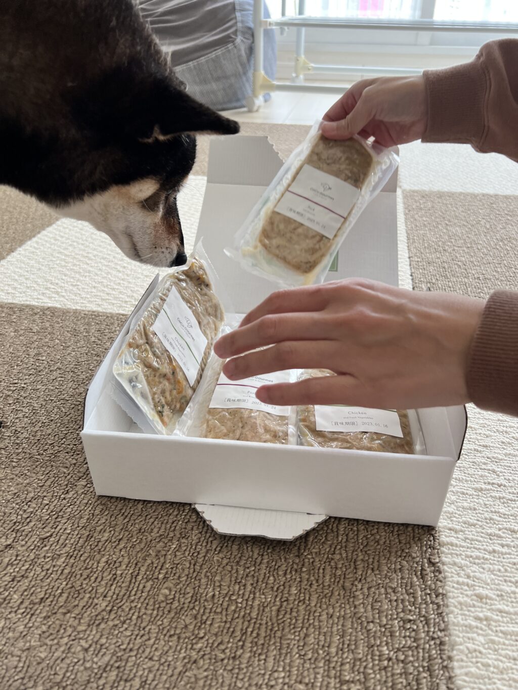 犬の飼主各位 柴犬が全然ご飯食べないなら ココグルメ がオススメな理由 あずはな
