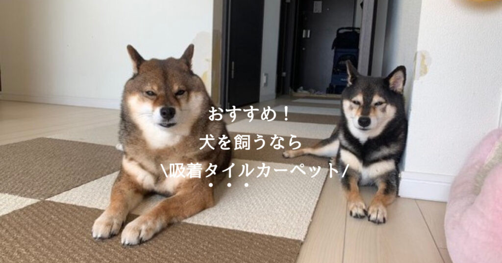 柴犬を飼うなら吸着タイルカーペットがオススメ あずはな