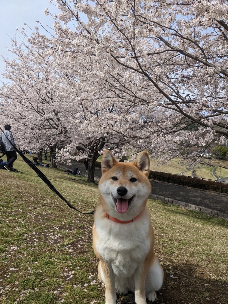 赤柴れいな