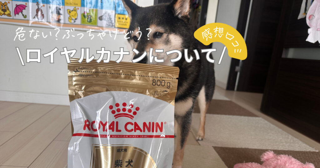 ロイヤルカナン 柴犬成犬用 16キロ 鈍い